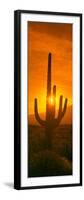 Saguaro Cactus (Carnegiea Gigantea) in a Desert at Sunrise, Arizona, USA-null-Framed Premium Photographic Print