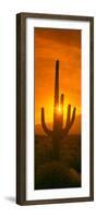 Saguaro Cactus (Carnegiea Gigantea) in a Desert at Sunrise, Arizona, USA-null-Framed Photographic Print
