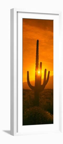 Saguaro Cactus (Carnegiea Gigantea) in a Desert at Sunrise, Arizona, USA-null-Framed Photographic Print