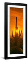 Saguaro Cactus (Carnegiea Gigantea) in a Desert at Sunrise, Arizona, USA-null-Framed Photographic Print