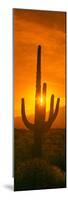 Saguaro Cactus (Carnegiea Gigantea) in a Desert at Sunrise, Arizona, USA-null-Mounted Photographic Print