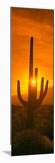 Saguaro Cactus (Carnegiea Gigantea) in a Desert at Sunrise, Arizona, USA-null-Mounted Photographic Print