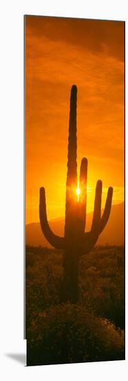 Saguaro Cactus (Carnegiea Gigantea) in a Desert at Sunrise, Arizona, USA-null-Mounted Photographic Print