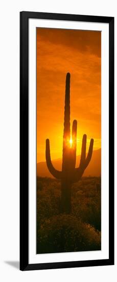 Saguaro Cactus (Carnegiea Gigantea) in a Desert at Sunrise, Arizona, USA-null-Framed Photographic Print