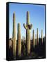 Saguaro Cactus, Carnegiea Gigantea, in the Sonoran Desert-Christopher Talbot Frank-Framed Stretched Canvas