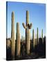 Saguaro Cactus, Carnegiea Gigantea, in the Sonoran Desert-Christopher Talbot Frank-Stretched Canvas