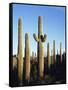 Saguaro Cactus, Carnegiea Gigantea, in the Sonoran Desert-Christopher Talbot Frank-Framed Stretched Canvas