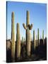 Saguaro Cactus, Carnegiea Gigantea, in the Sonoran Desert-Christopher Talbot Frank-Stretched Canvas