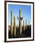 Saguaro Cactus, Carnegiea Gigantea, in the Sonoran Desert-Christopher Talbot Frank-Framed Photographic Print