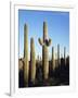 Saguaro Cactus, Carnegiea Gigantea, in the Sonoran Desert-Christopher Talbot Frank-Framed Photographic Print