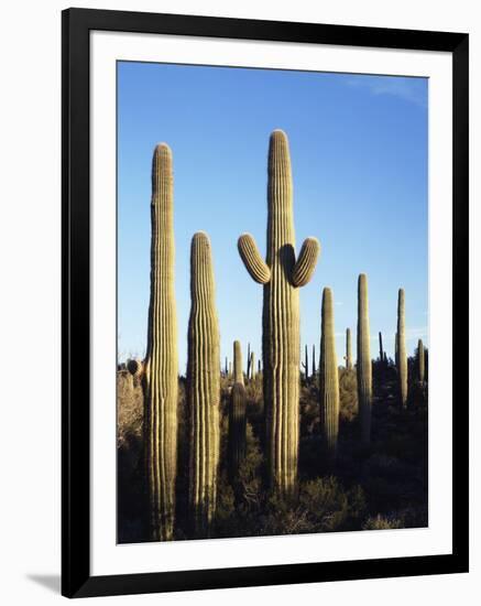 Saguaro Cactus, Carnegiea Gigantea, in the Sonoran Desert-Christopher Talbot Frank-Framed Photographic Print