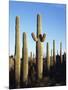 Saguaro Cactus, Carnegiea Gigantea, in the Sonoran Desert-Christopher Talbot Frank-Mounted Photographic Print