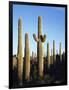 Saguaro Cactus, Carnegiea Gigantea, in the Sonoran Desert-Christopher Talbot Frank-Framed Photographic Print