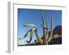 Saguaro cactus (Carnegiea gigantea), Organ Pipe Cactus National Monument, Sonoran Desert, Arizona-Michael Nolan-Framed Photographic Print