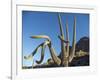 Saguaro cactus (Carnegiea gigantea), Organ Pipe Cactus National Monument, Sonoran Desert, Arizona-Michael Nolan-Framed Photographic Print