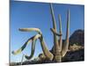 Saguaro cactus (Carnegiea gigantea), Organ Pipe Cactus National Monument, Sonoran Desert, Arizona-Michael Nolan-Mounted Photographic Print