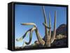 Saguaro cactus (Carnegiea gigantea), Organ Pipe Cactus National Monument, Sonoran Desert, Arizona-Michael Nolan-Framed Stretched Canvas