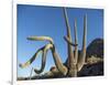 Saguaro cactus (Carnegiea gigantea), Organ Pipe Cactus National Monument, Sonoran Desert, Arizona-Michael Nolan-Framed Photographic Print