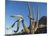 Saguaro cactus (Carnegiea gigantea), Organ Pipe Cactus National Monument, Sonoran Desert, Arizona-Michael Nolan-Mounted Photographic Print