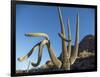 Saguaro cactus (Carnegiea gigantea), Organ Pipe Cactus National Monument, Sonoran Desert, Arizona-Michael Nolan-Framed Photographic Print