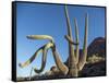 Saguaro cactus (Carnegiea gigantea), Organ Pipe Cactus National Monument, Sonoran Desert, Arizona-Michael Nolan-Framed Stretched Canvas