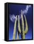 Saguaro Cactus, Catavina Desert National Reserve, Baja del Norte, Mexico-Gavriel Jecan-Framed Stretched Canvas