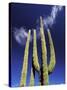 Saguaro Cactus, Catavina Desert National Reserve, Baja del Norte, Mexico-Gavriel Jecan-Stretched Canvas