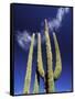 Saguaro Cactus, Catavina Desert National Reserve, Baja del Norte, Mexico-Gavriel Jecan-Framed Stretched Canvas