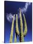 Saguaro Cactus, Catavina Desert National Reserve, Baja del Norte, Mexico-Gavriel Jecan-Stretched Canvas