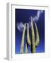 Saguaro Cactus, Catavina Desert National Reserve, Baja del Norte, Mexico-Gavriel Jecan-Framed Photographic Print