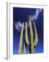 Saguaro Cactus, Catavina Desert National Reserve, Baja del Norte, Mexico-Gavriel Jecan-Framed Photographic Print