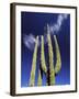 Saguaro Cactus, Catavina Desert National Reserve, Baja del Norte, Mexico-Gavriel Jecan-Framed Photographic Print