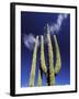 Saguaro Cactus, Catavina Desert National Reserve, Baja del Norte, Mexico-Gavriel Jecan-Framed Photographic Print