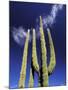 Saguaro Cactus, Catavina Desert National Reserve, Baja del Norte, Mexico-Gavriel Jecan-Mounted Photographic Print