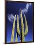 Saguaro Cactus, Catavina Desert National Reserve, Baja del Norte, Mexico-Gavriel Jecan-Framed Photographic Print