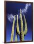 Saguaro Cactus, Catavina Desert National Reserve, Baja del Norte, Mexico-Gavriel Jecan-Framed Photographic Print