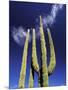 Saguaro Cactus, Catavina Desert National Reserve, Baja del Norte, Mexico-Gavriel Jecan-Mounted Photographic Print