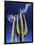 Saguaro Cactus, Catavina Desert National Reserve, Baja del Norte, Mexico-Gavriel Jecan-Framed Photographic Print