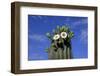 Saguaro Cactus (Cereus giganteus) flowering, Sonora Desert, Arizona, USA-Jurgen & Christine Sohns-Framed Photographic Print