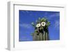 Saguaro Cactus (Cereus giganteus) flowering, Sonora Desert, Arizona, USA-Jurgen & Christine Sohns-Framed Photographic Print