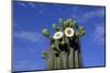 Saguaro Cactus (Cereus giganteus) flowering, Sonora Desert, Arizona, USA-Jurgen & Christine Sohns-Mounted Photographic Print