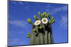 Saguaro Cactus (Cereus giganteus) flowering, Sonora Desert, Arizona, USA-Jurgen & Christine Sohns-Mounted Photographic Print