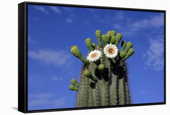 Saguaro Cactus (Cereus giganteus) flowering, Sonora Desert, Arizona, USA-Jurgen & Christine Sohns-Framed Stretched Canvas