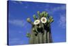 Saguaro Cactus (Cereus giganteus) flowering, Sonora Desert, Arizona, USA-Jurgen & Christine Sohns-Stretched Canvas