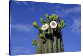 Saguaro Cactus (Cereus giganteus) flowering, Sonora Desert, Arizona, USA-Jurgen & Christine Sohns-Stretched Canvas