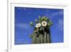Saguaro Cactus (Cereus giganteus) flowering, Sonora Desert, Arizona, USA-Jurgen & Christine Sohns-Framed Photographic Print