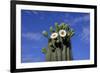 Saguaro Cactus (Cereus giganteus) flowering, Sonora Desert, Arizona, USA-Jurgen & Christine Sohns-Framed Photographic Print