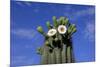 Saguaro Cactus (Cereus giganteus) flowering, Sonora Desert, Arizona, USA-Jurgen & Christine Sohns-Mounted Photographic Print