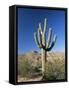 Saguaro Cactus (Cereus Giganteus), Saguaro National Park (West), Tucson, Arizona, USA-Ruth Tomlinson-Framed Stretched Canvas