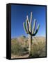 Saguaro Cactus (Cereus Giganteus), Saguaro National Park (West), Tucson, Arizona, USA-Ruth Tomlinson-Framed Stretched Canvas